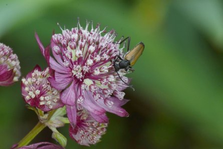 Ängsblombock, Stensurell melanura