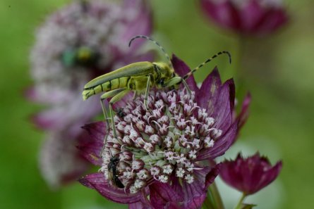 Grön blombock, Lepturobosca virens