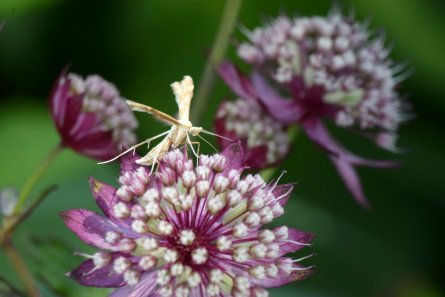 Pterophoridae, FJÄDERMOTT